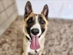 Adopt FRANKLIN a German Shepherd Dog, Mixed Breed