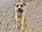 Adopt HEMINGWAY a Black Mouth Cur, Mixed Breed