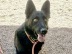 Adopt TIO a German Shepherd Dog, Mixed Breed