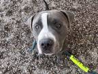 Adopt CAMERON a Pit Bull Terrier