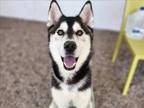 Adopt NED a Husky, Mixed Breed