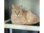 6245 (Max) Domestic Shorthair Adult Male