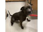 Adopt CANNONBALL a Pit Bull Terrier