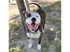 Adopt LEROY a American Staffordshire Terrier