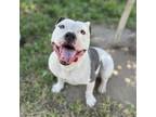 Adopt BRADLEY a Pit Bull Terrier, Mixed Breed
