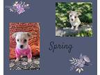 Spring Maltese Puppy Female