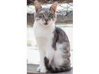Adopt Picasso a Domestic Short Hair
