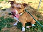 Adopt BARRY a Pit Bull Terrier