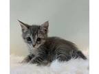 Lulu Domestic Shorthair Kitten Female