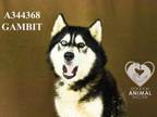 Adopt GAMBIT a Siberian Husky