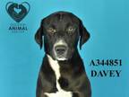 Adopt DAVEY a Labrador Retriever, Mixed Breed