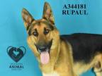 Adopt RUPAUL a German Shepherd Dog
