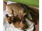 Ken Chihuahua Puppy Male