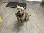 Adopt A514809 a Pit Bull Terrier