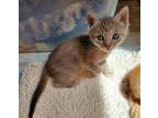 ORANGE & GREY KITTENS Domestic Shorthair Kitten Female
