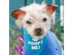 Adopt Sparky a Yorkshire Terrier, Poodle