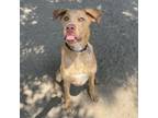 Adopt Ronnie a Cattle Dog, Mixed Breed