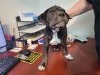 Adopt DIDGERIDOO a Pit Bull Terrier, Mixed Breed