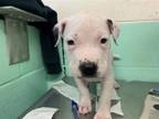 Adopt GEICO a Pit Bull Terrier, Mixed Breed