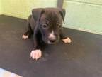Adopt A686686 a Pit Bull Terrier, Mixed Breed