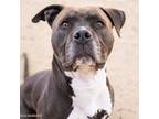 Adopt RICO a American Staffordshire Terrier, Mixed Breed