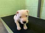 Adopt ALLSTATE a Pit Bull Terrier