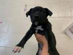 Adopt PROGRESSIVE a Pit Bull Terrier, Mixed Breed