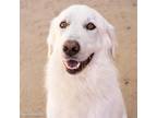 Adopt A688705 a Great Pyrenees