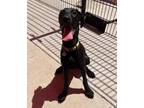 Adopt HADES a Great Dane, Bloodhound