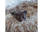 Pistachio Domestic Mediumhair Kitten Female