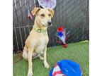 Adopt Donner a Mixed Breed