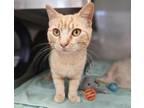 Adopt SCOOBY* a Domestic Short Hair