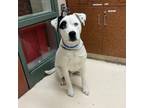Adopt ANDY a Pit Bull Terrier, Siberian Husky