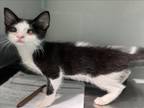 Adopt CLEVE a Domestic Short Hair