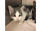 Adopt UNKNOWN a Domestic Short Hair
