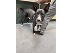 Adopt LABO a Pit Bull Terrier