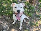 Adopt BUGSY a Pit Bull Terrier, Mixed Breed