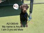 Adopt AZURA a Labrador Retriever