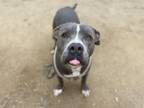 Adopt TIGER a Pit Bull Terrier