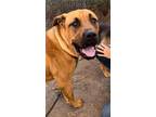 Adopt HOOPER a American Staffordshire Terrier, Mixed Breed
