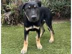Adopt AXEL a German Shepherd Dog