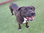 Adopt GEORGE a Pit Bull Terrier