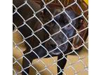 Adopt 405026 a Pit Bull Terrier