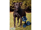 Adopt Sam a Black Labrador Retriever / Mixed Breed (Medium) / Mixed (short coat)