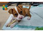 Adopt STINGRAY a Pit Bull Terrier, Mixed Breed