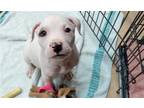Adopt FLETCHER a Pit Bull Terrier, Mixed Breed