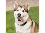 Adopt GHOST a Siberian Husky, Mixed Breed