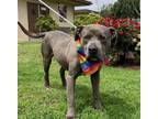 Adopt GREYSON a Pit Bull Terrier