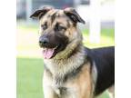 Adopt DROGON a German Shepherd Dog, Mixed Breed