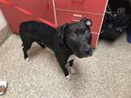 Adopt MAXIMUS a Pit Bull Terrier, Mixed Breed